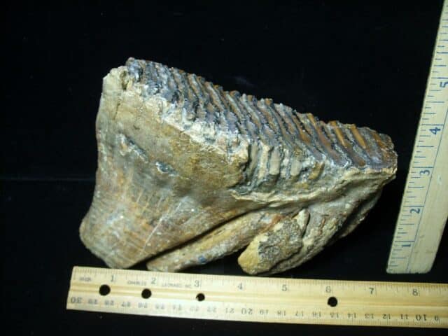 Fossilized Mammoth Molar (053523a)