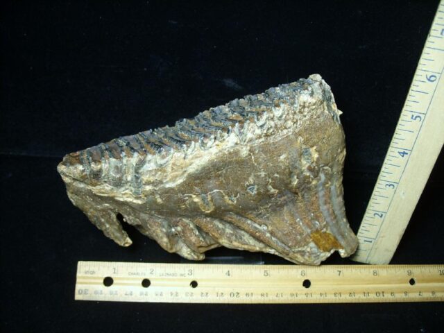 Fossilized Mammoth Molar (053523a) - Image 3