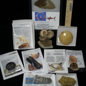 Premium Beginners Fossil Kit (051823a)