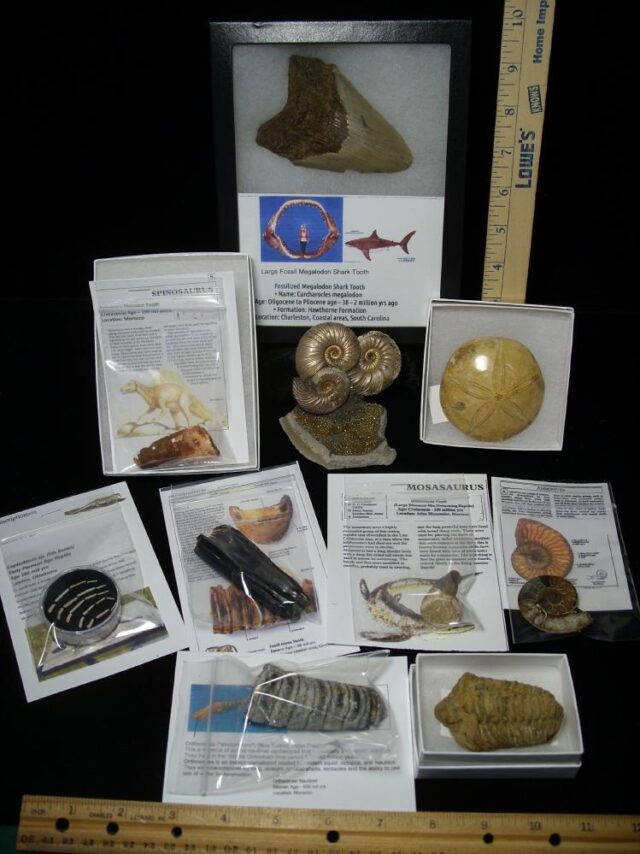 Premium Beginners Fossil Kit (051823a)