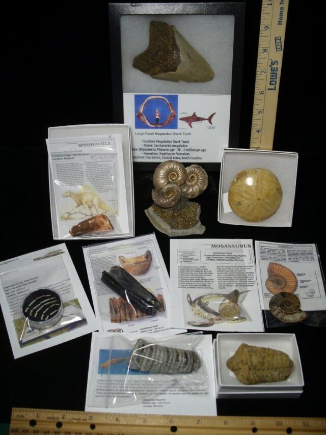 Premium Beginners Fossil Kit (051823a) - Image 4