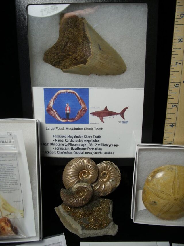 Premium Beginners Fossil Kit (051823a) - Image 2