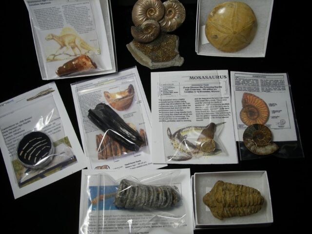 Premium Beginners Fossil Kit (051823a) - Image 3