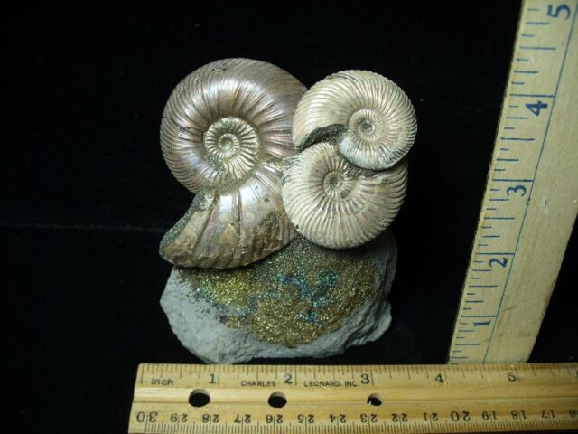 Iridescent Ammonite Cluster (052023a)