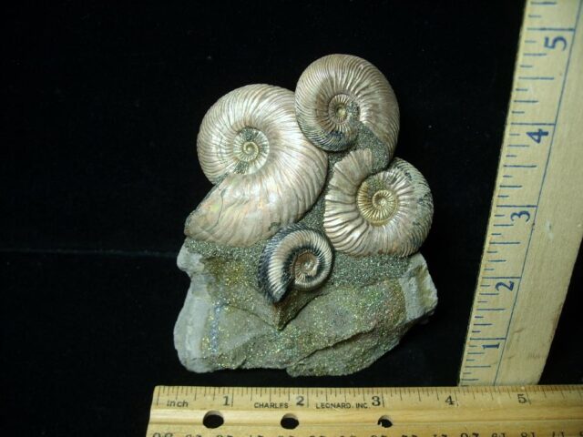 Iridescent Ammonite Cluster (052023b)