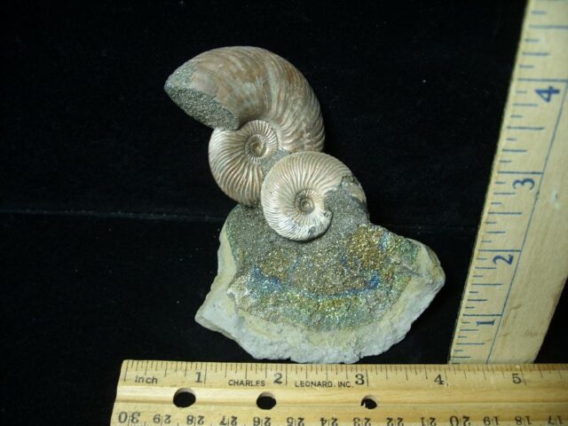 Iridescent Ammonite Cluster (052023c)