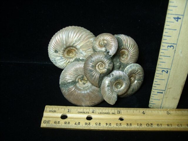 Iridescent Ammonite Cluster (052023d)