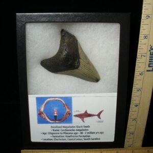 Fossilized Megalodon Shark Tooth  (052023m)