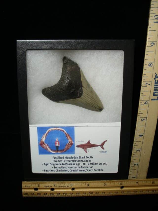 Fossilized Megalodon Shark Tooth  (052023m)