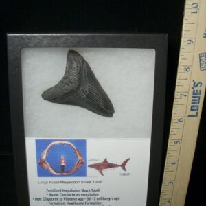 Fossilized Megalodon Shark Tooth  (051523n)