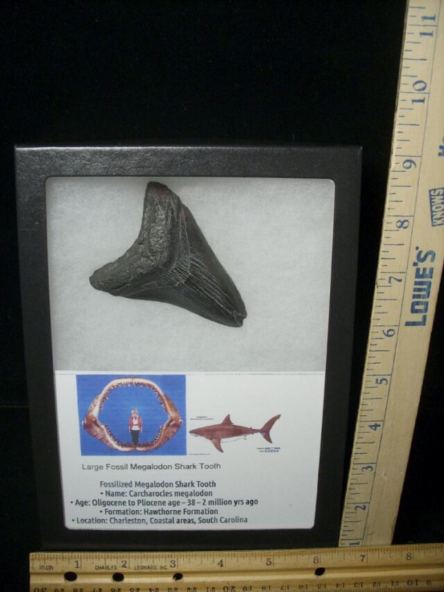Fossilized Megalodon Shark Tooth  (051523n)
