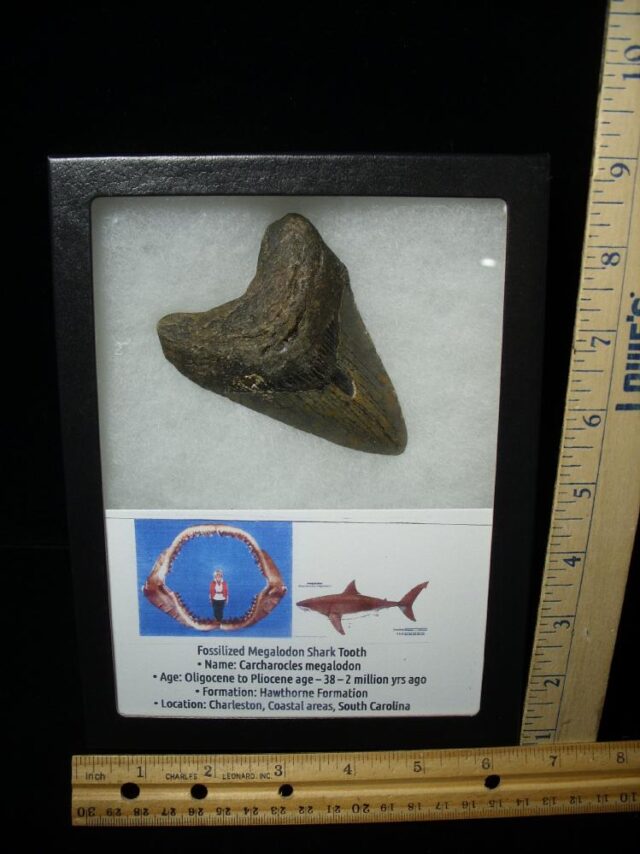 Fossilized Megalodon Shark Tooth  (052123c)