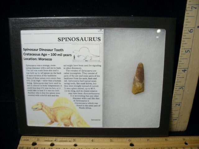 Large Authentic Spinosaurus Dinosaur Tooth (052123e)