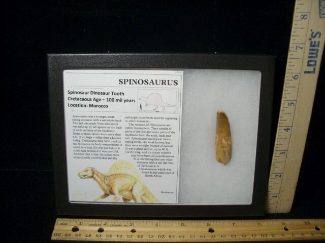 Large Authentic Spinosaurus Dinosaur Tooth (052123g)