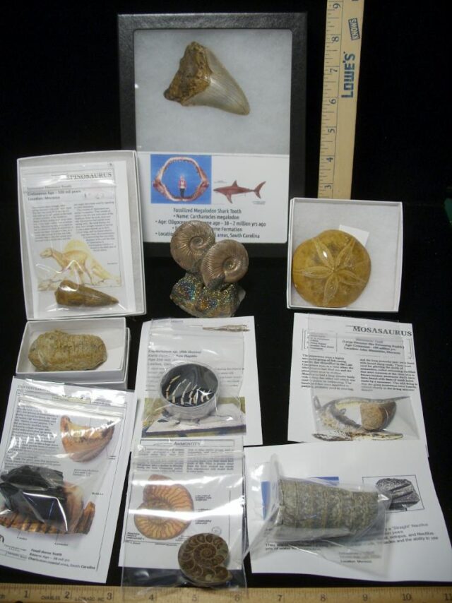 Premium Beginners Fossil Kit (052623b) - Image 2