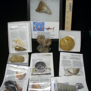 Premium Beginners Fossil Kit (052623b)