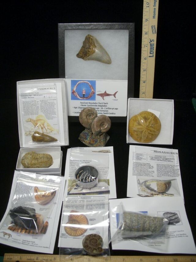 Premium Beginners Fossil Kit (052623b)