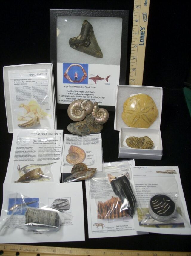 Premium Beginners Fossil Kit (052623c) - Image 2