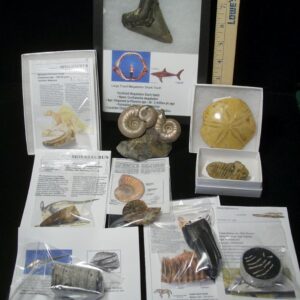 Premium Beginners Fossil Kit (052623c)