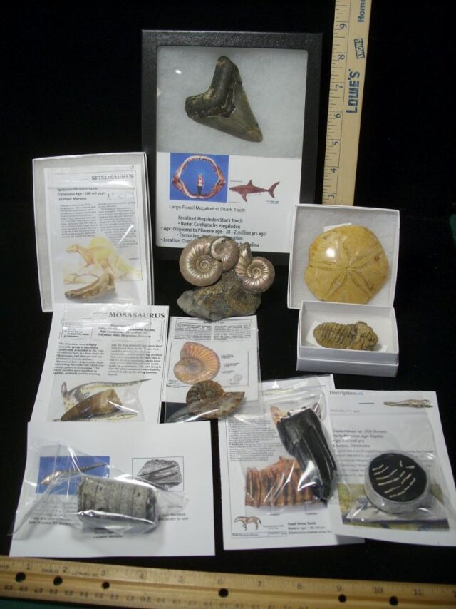 Premium Beginners Fossil Kit (052623c)