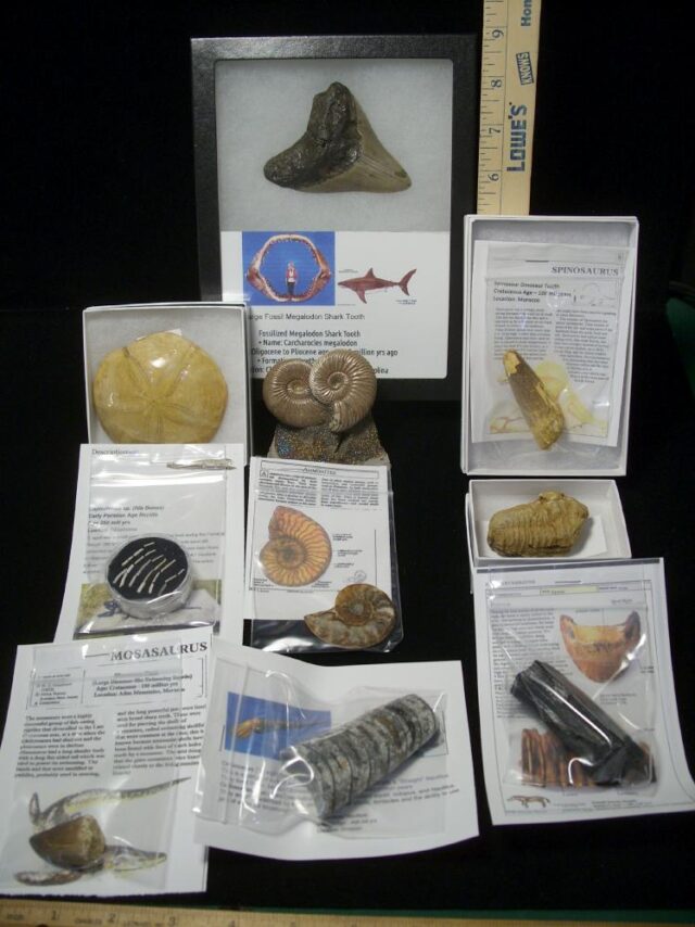 Premium Beginners Fossil Kit (052623d) - Image 2