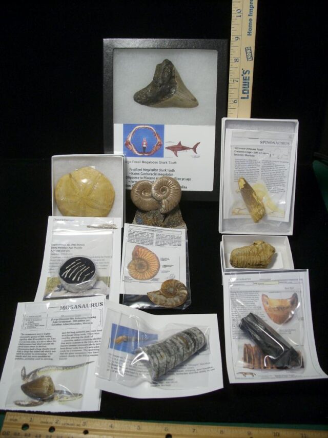 Premium Beginners Fossil Kit (052623d)
