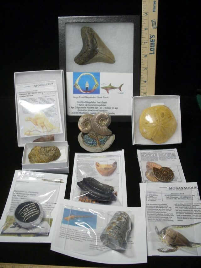 Premium Beginners Fossil Kit (052623e) - Image 2