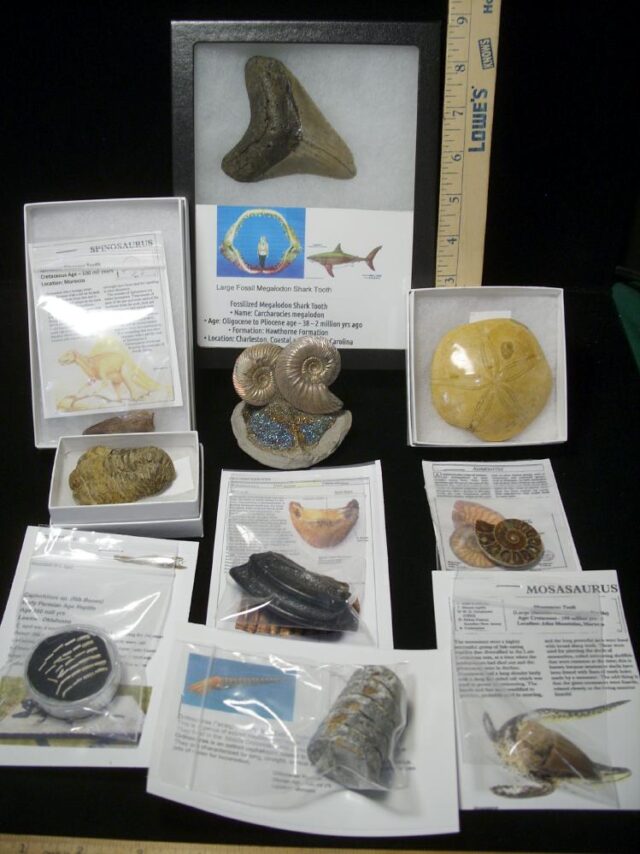 Premium Beginners Fossil Kit (052623e)
