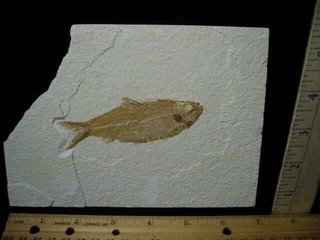 Fossilized “Green River” Fish (052123n)
