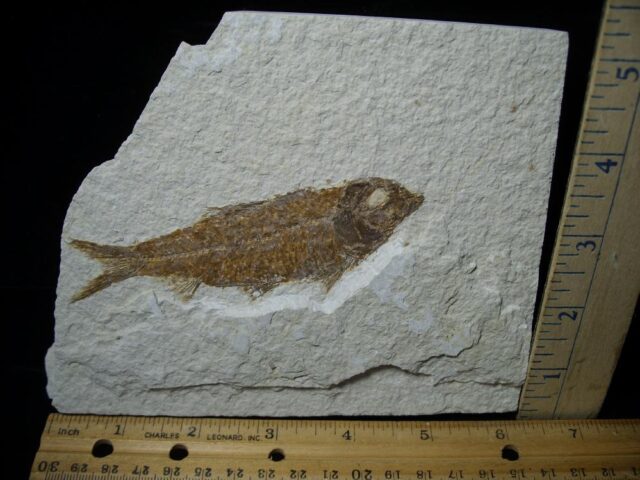 Fossilized “Green River” Fish (052623h)