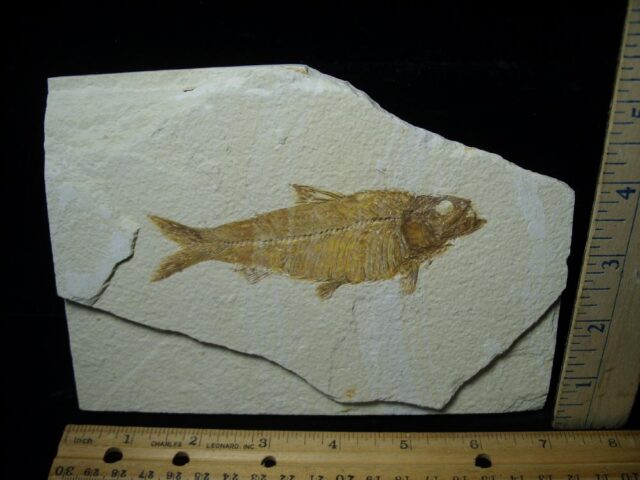 Fossilized “Green River” Fish (052623k)