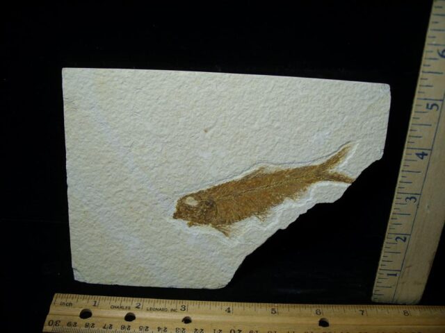 Fossilized “Green River” Fish (052623n)