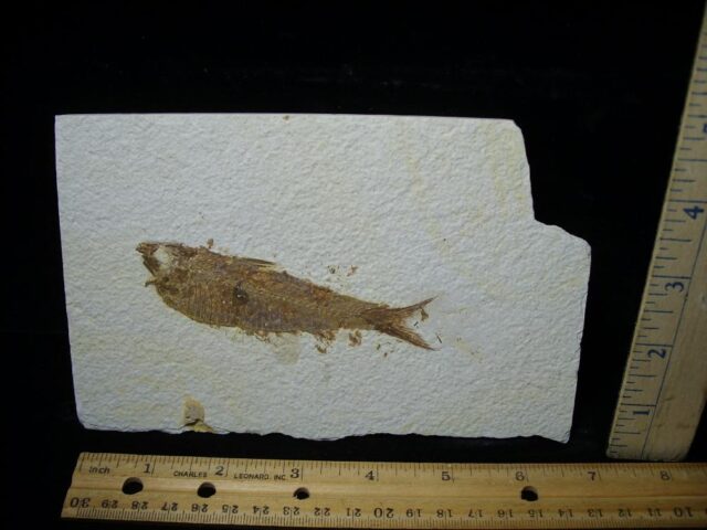 Fossilized “Green River” Fish (052823a)
