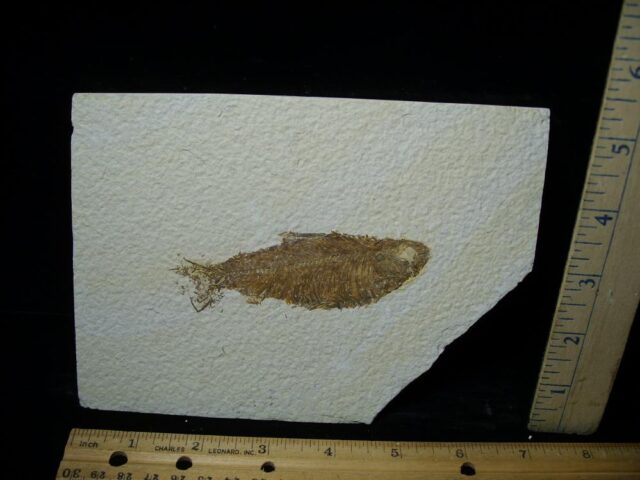 Fossilized “Green River” Fish (052823c)