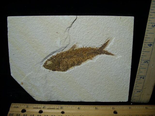 Fossilized “Green River” Fish (052823d)