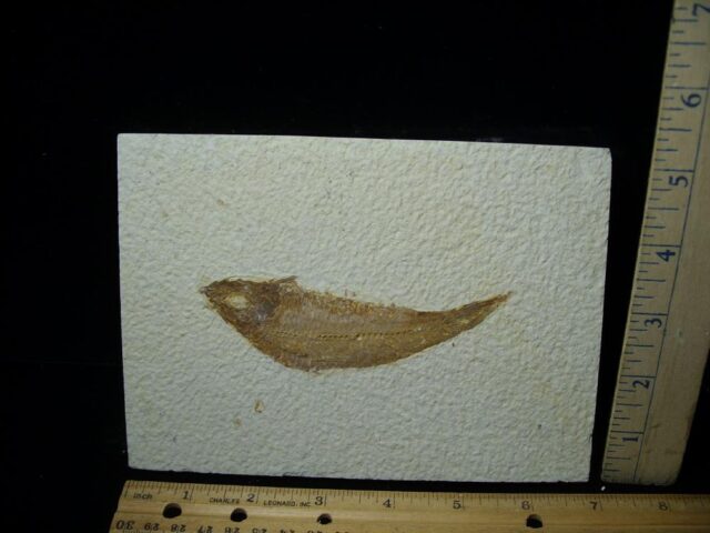 Fossilized “Green River” Fish (052823e)