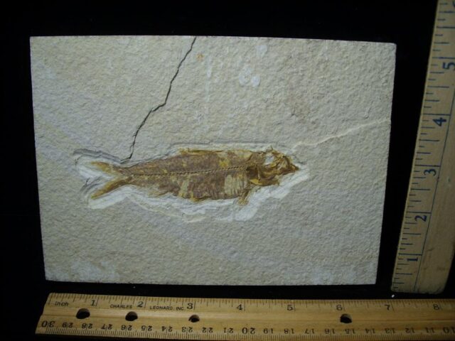 Fossilized “Green River” Fish (052823f)