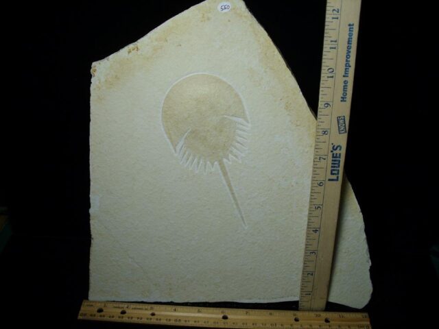 Solnhofen Fossil Horseshoe Crab  (052923h)