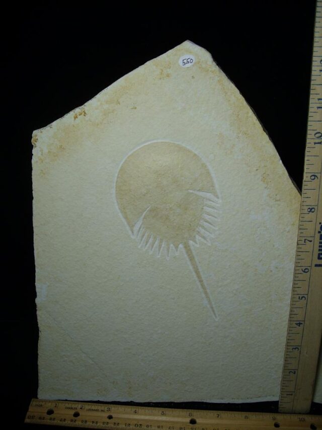 Solnhofen Fossil Horseshoe Crab  (052923h) - Image 2