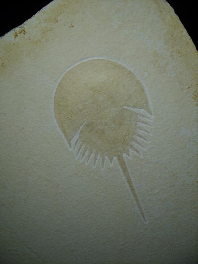 Solnhofen Fossil Horseshoe Crab  (052923h) - Image 3