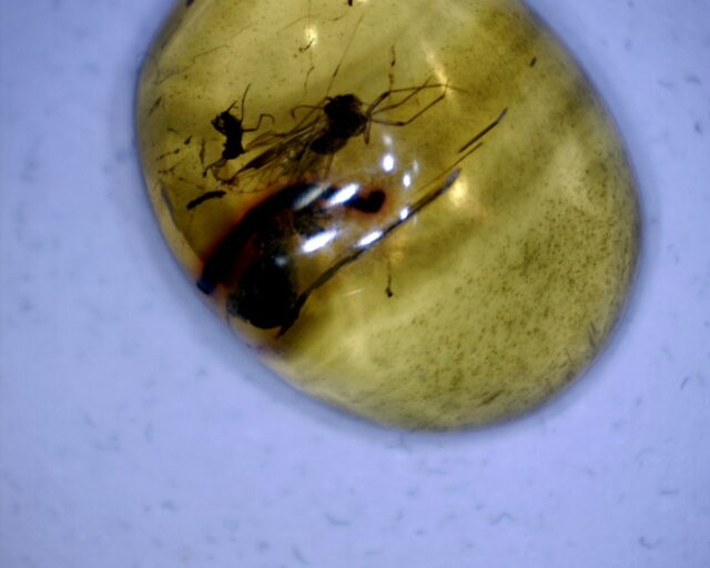 Dominican Amber Specimen with Mosquito (060123g) - Image 2