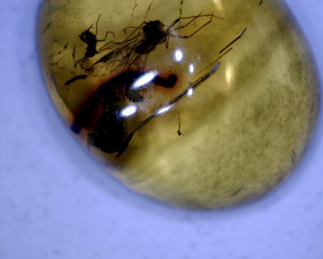 Dominican Amber Specimen with Mosquito (060123g)