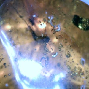 Dominican Amber Specimen with Silverfish  (060123h)