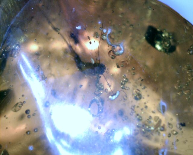 Dominican Amber Specimen with Silverfish  (060123h)
