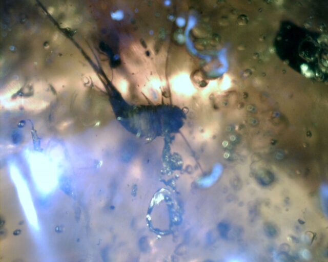 Dominican Amber Specimen with Silverfish  (060123h) - Image 2