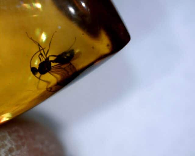 Dominican Amber Specimen with Wasp  (060123j) - Image 2