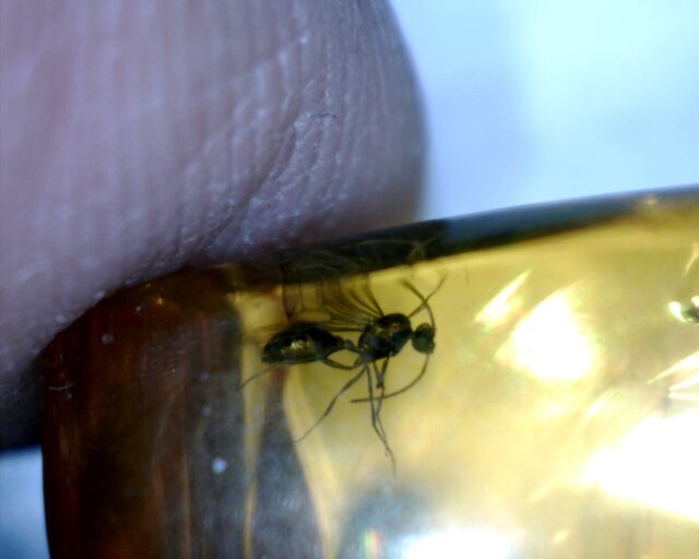 Dominican Amber Specimen with Wasp  (060123j)