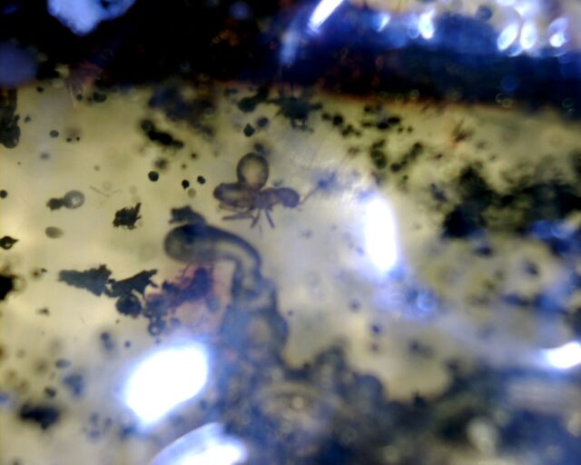 Dominican Amber Specimen with Inchworm  (060123k) - Image 2