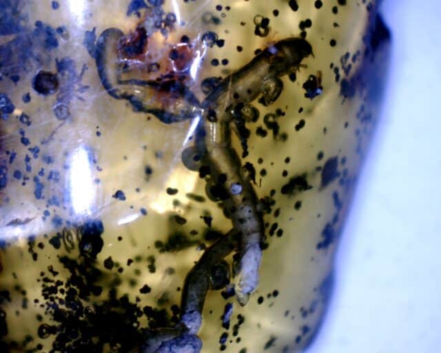 Dominican Amber Specimen with Inchworm  (060123k) - Image 3