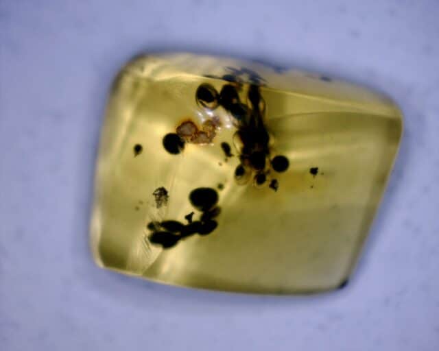 Dominican Amber Specimen with Insect Poop  (060123m) - Image 2